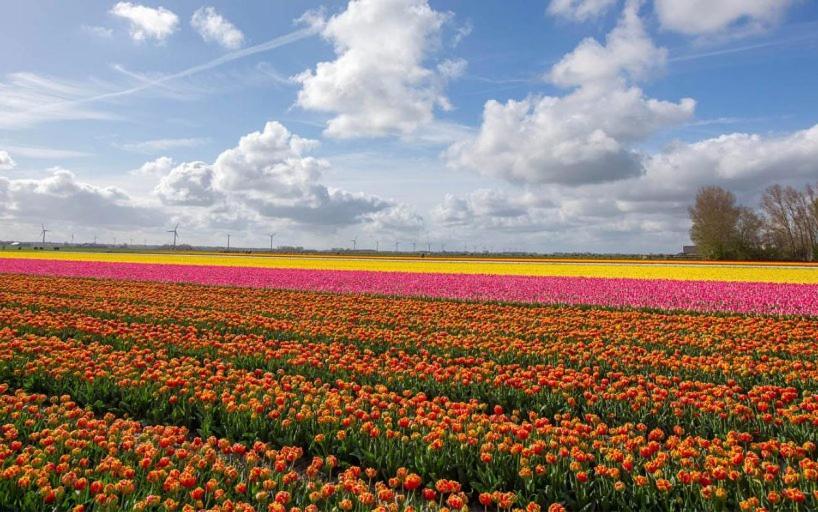 Lovely Bungalow 8P Close To Beach And Amsterdam Opmeer 외부 사진